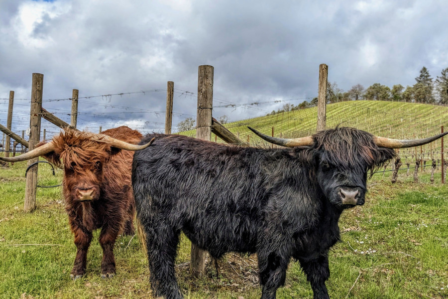 Scottish Highlander Cows at Reustle-Prayer Rock Vineyards