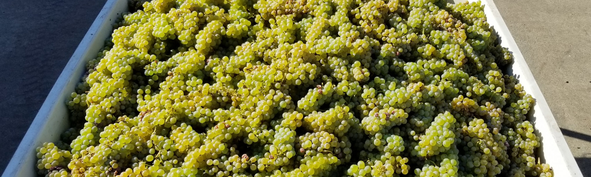 Grüner Veltliner Grapes in harvest bin at Reustle Prayer Rock Vineyards