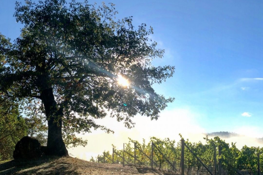 Photo of the Prayer Rock overlooking the vineyards