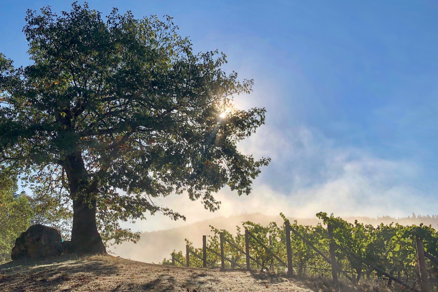 Photo of the Prayer Rock overlooking the vineyards