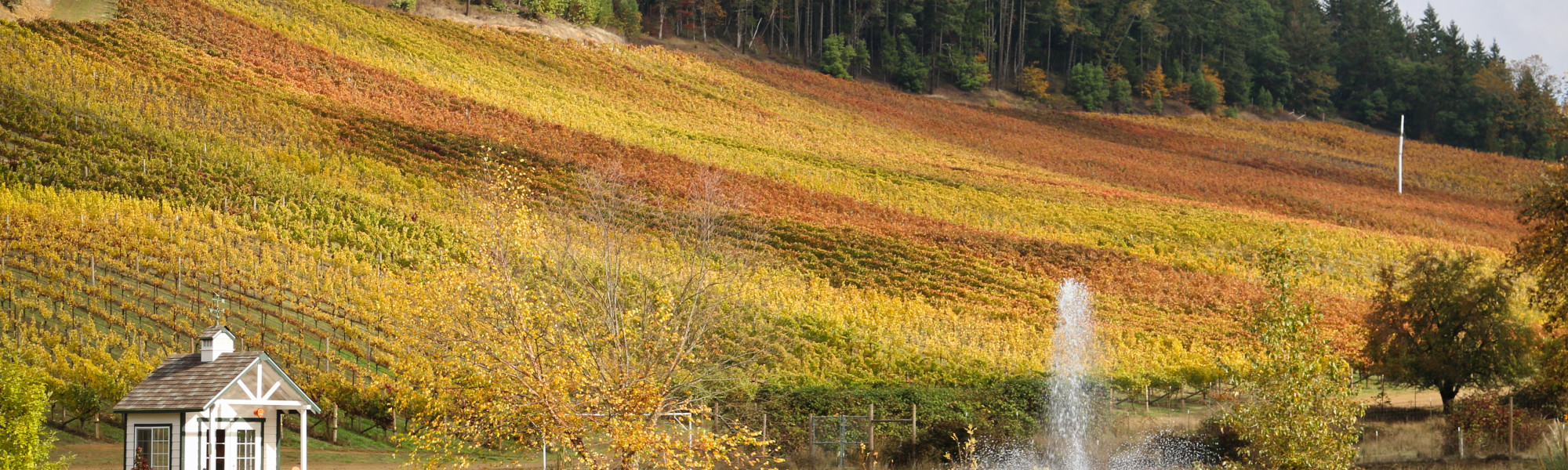 Fall picture of Romancing Rock Vineyard 