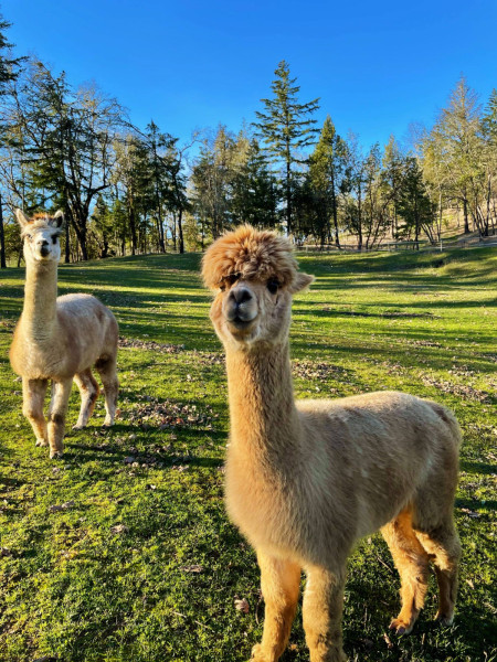 Alpacas at Reustle Vineyards