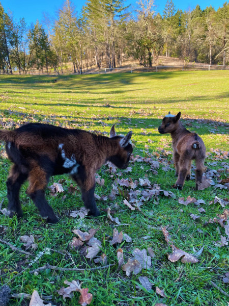 Baby Goats at Reustle Vineyards