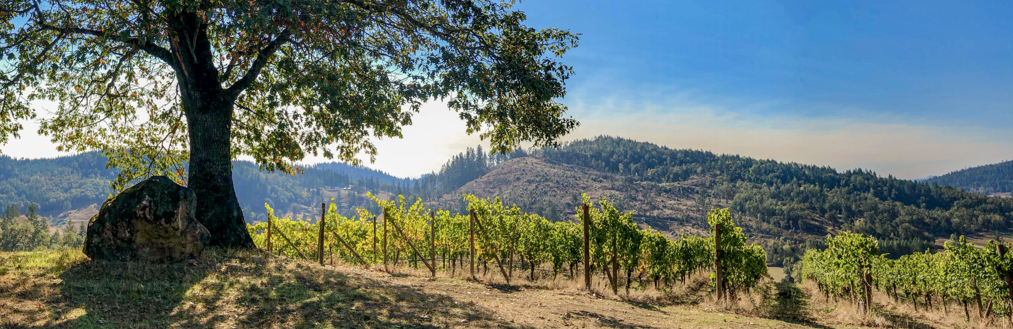 99 Point Gruner Veltliner 